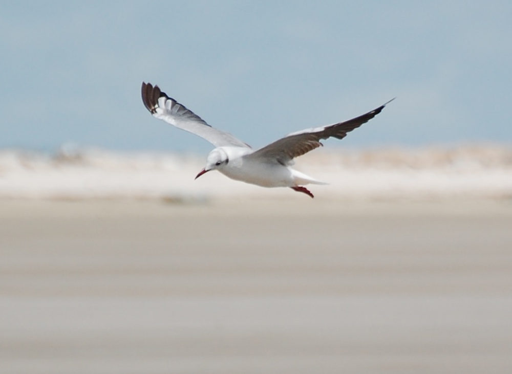 Brasile -nei Len��is Maranhenses: Gabbiani testagrigia (Chroicocephalus cirrocephalus)